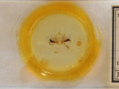 slide view of adult Callopistria floridensis