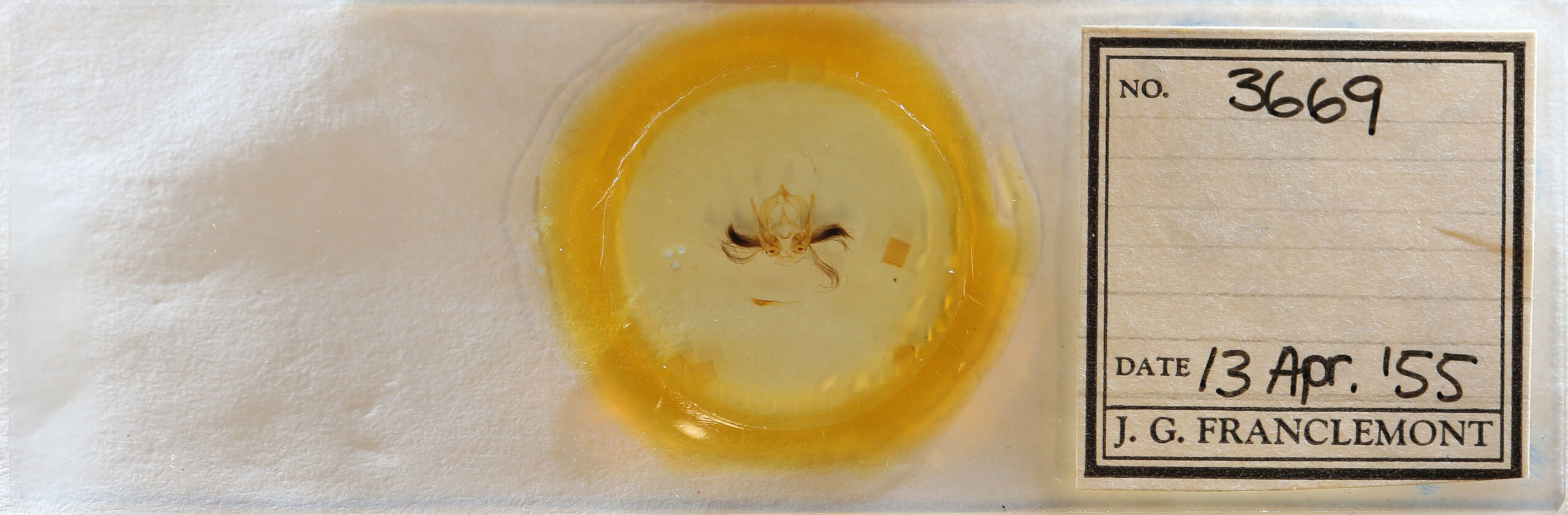 slide view of adult Callopistria floridensis