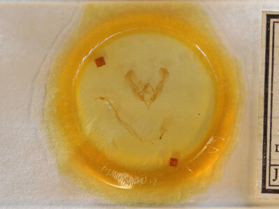 slide view of adult Anicla lubricans