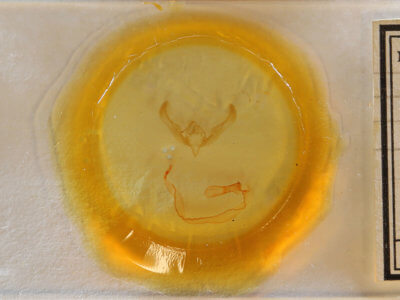 slide view of adult Anicla illapsa