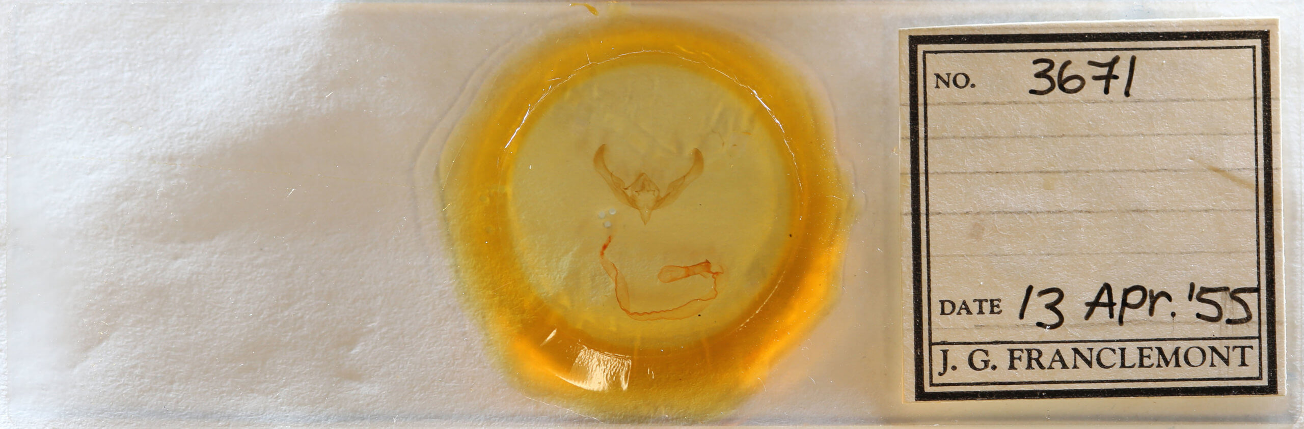 slide view of adult Anicla illapsa