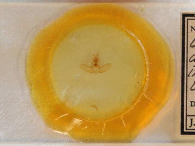 slide view of adult Olceclostera angelica