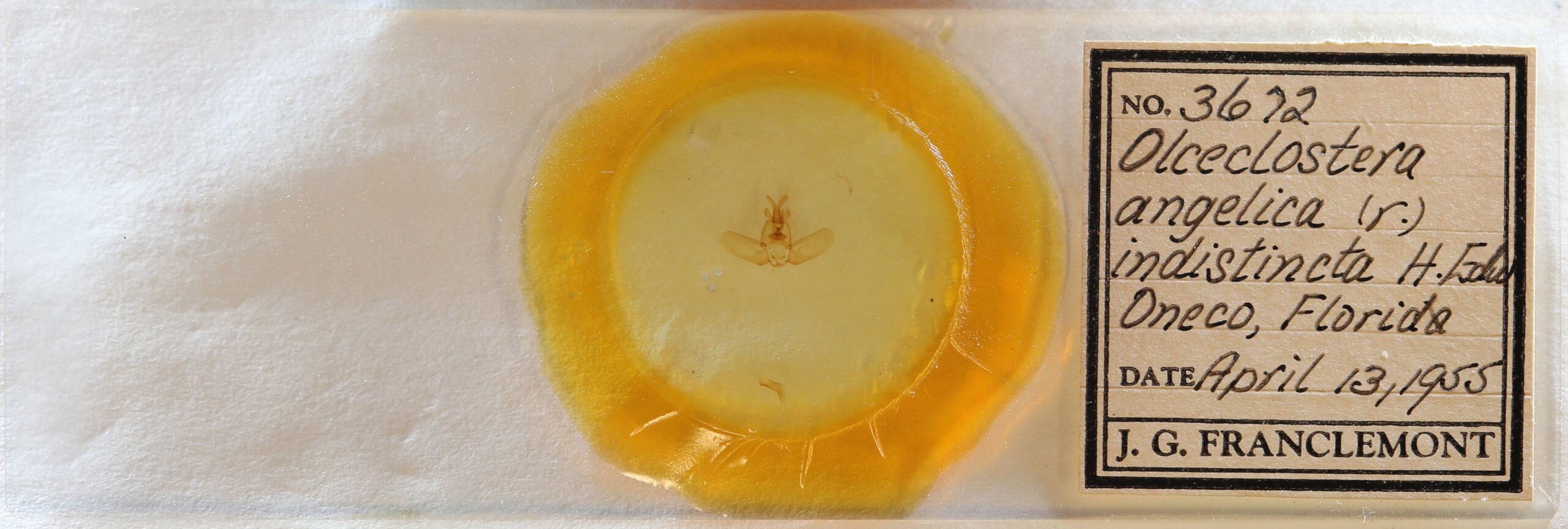 slide view of adult Olceclostera angelica