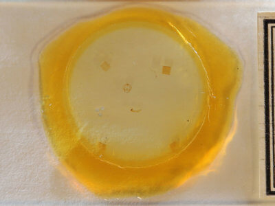 slide view of adult Virbia rubicundaria