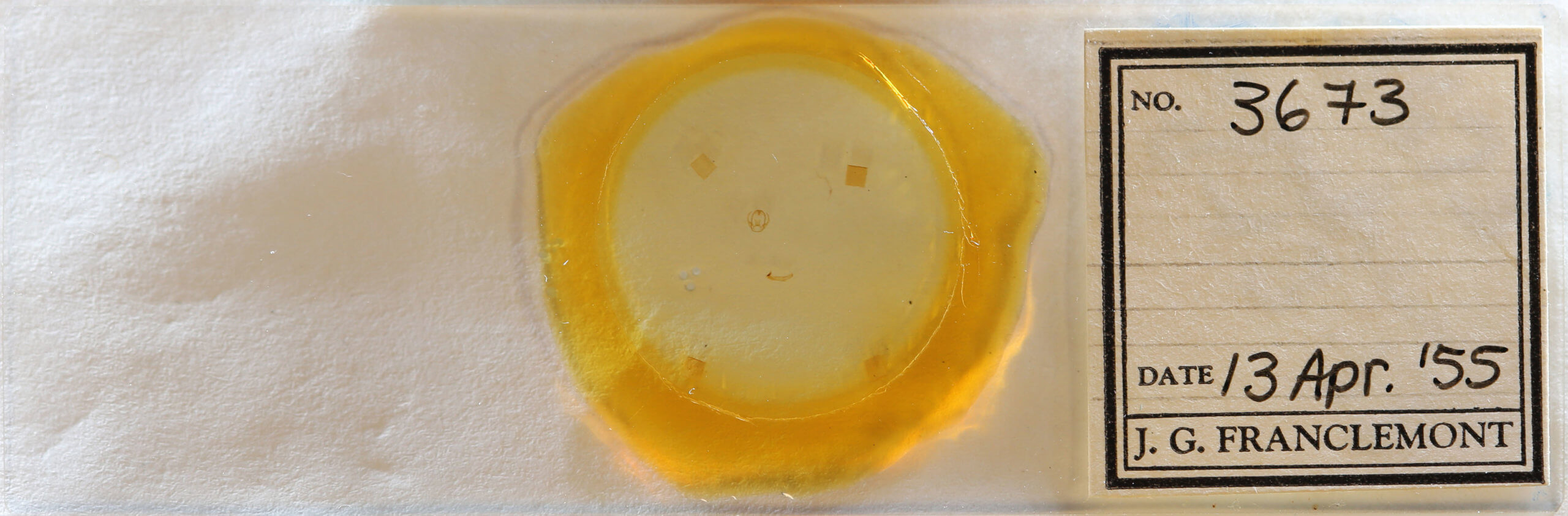 slide view of adult Virbia rubicundaria