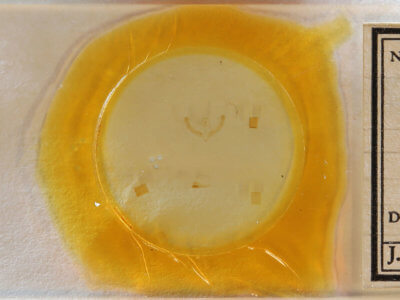 slide view of adult Homophoberia cristata