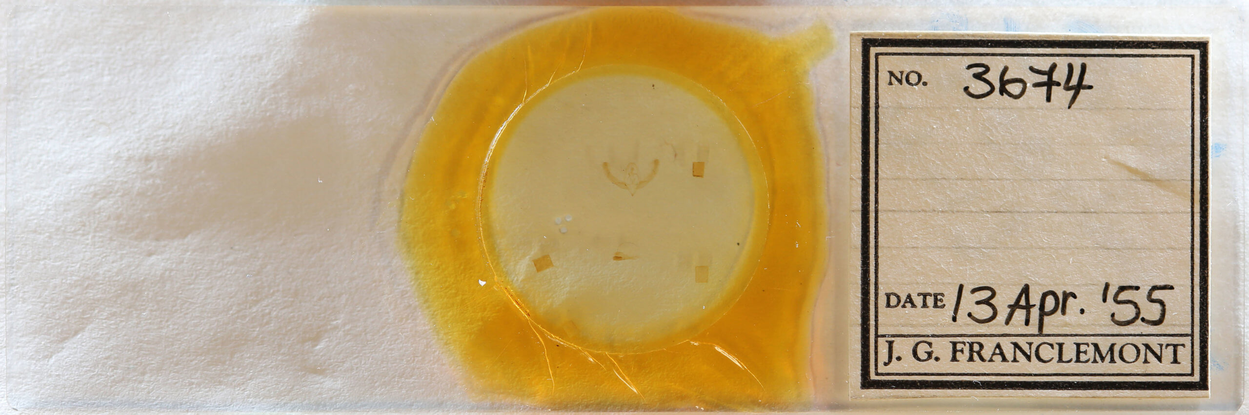 slide view of adult Homophoberia cristata