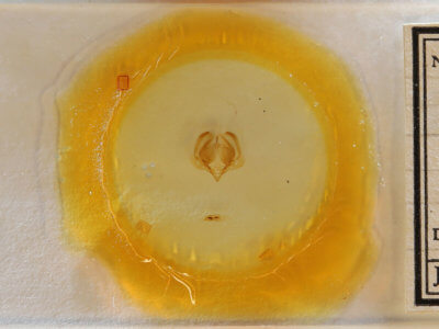 slide view of adult Elaphria exesa