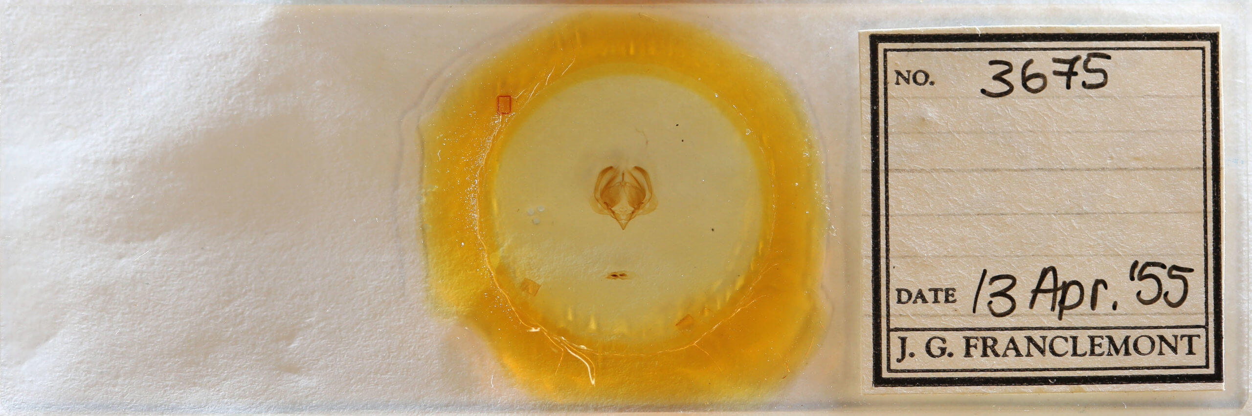 slide view of adult Elaphria exesa