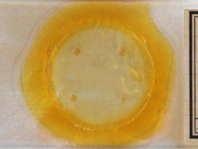 slide view of adult Antiblemma concinnula