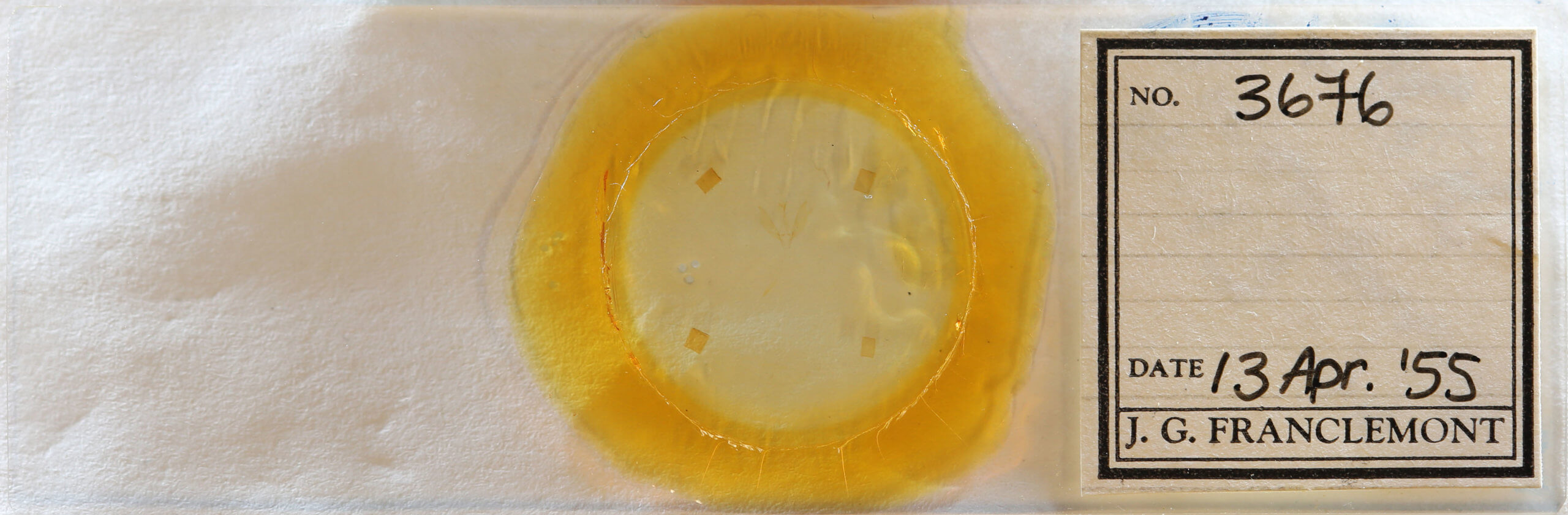 slide view of adult Antiblemma concinnula