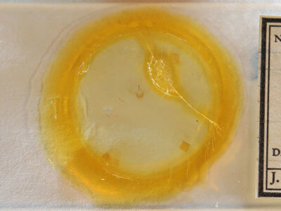 slide view of adult Metallata absumens