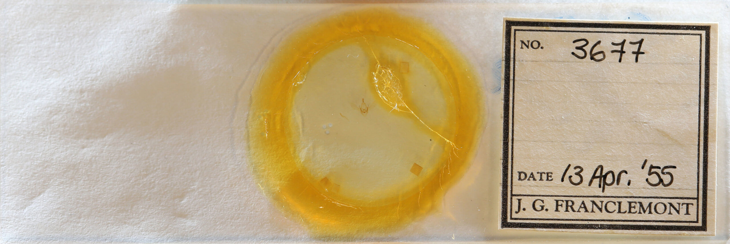 slide view of adult Metallata absumens