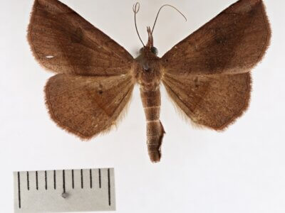 dorsal view of adult Metallata absumens