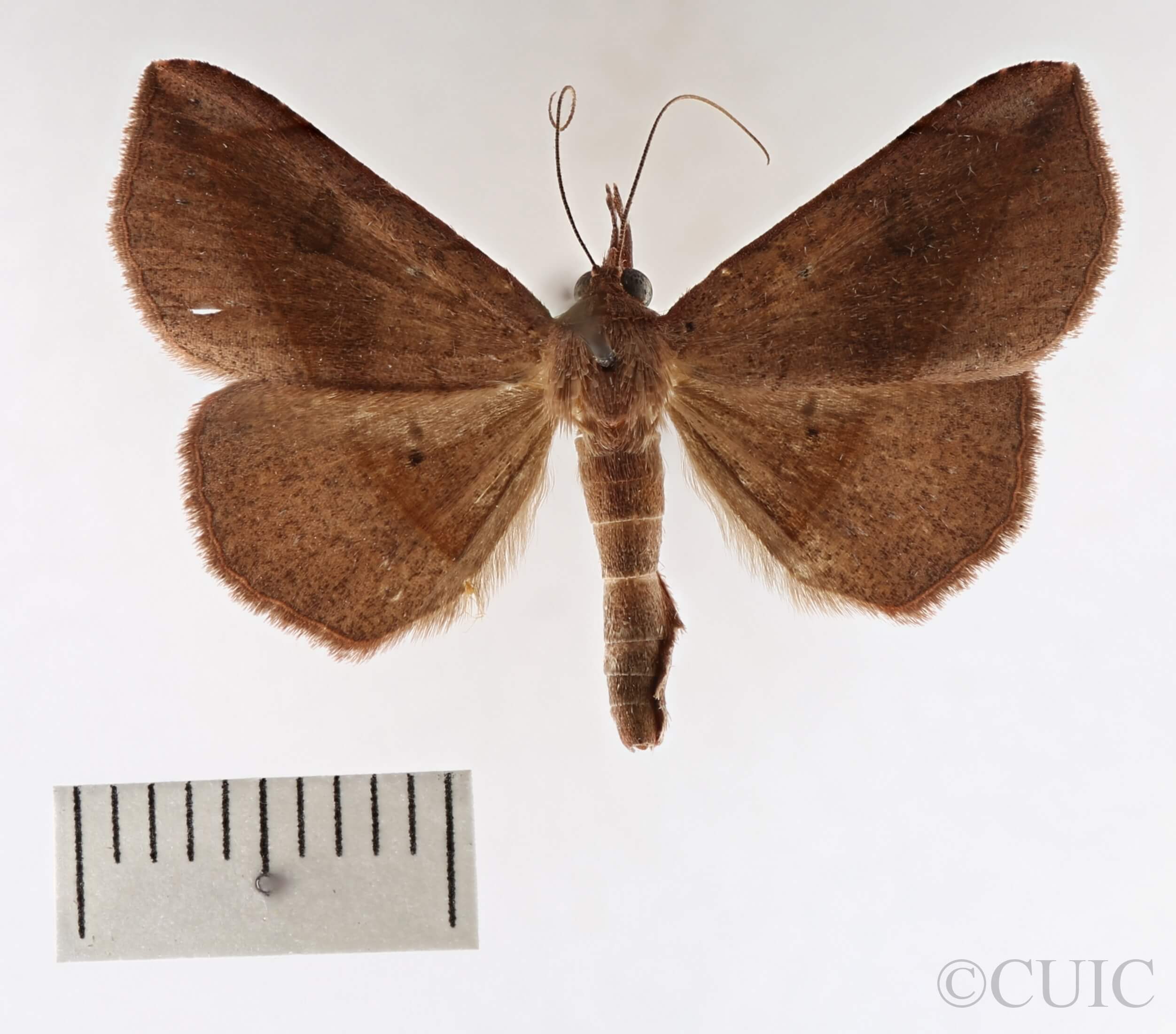 dorsal view of adult Metallata absumens