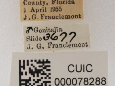 label view of adult Metallata absumens