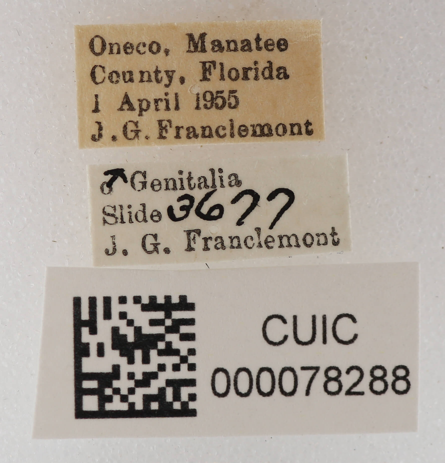 label view of adult Metallata absumens