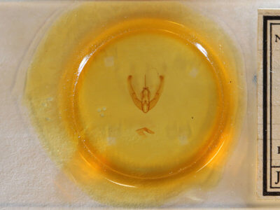 slide view of adult Condica claufacta