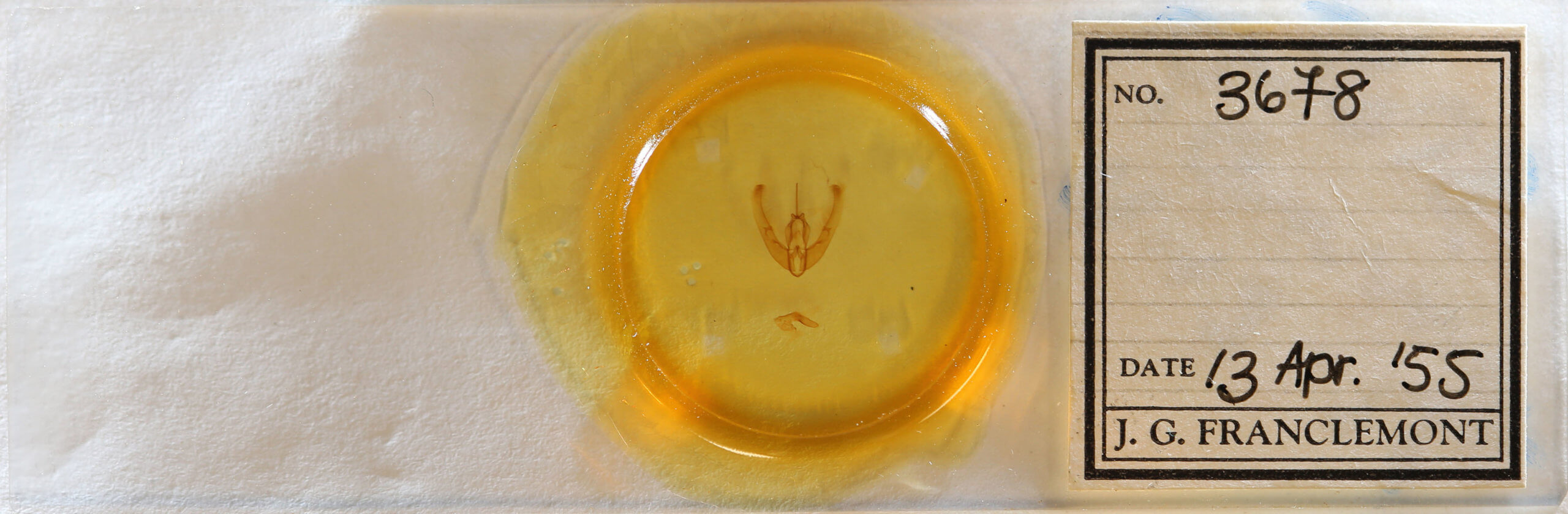 slide view of adult Condica claufacta