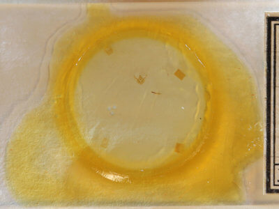 slide view of adult Glenoides texanaria