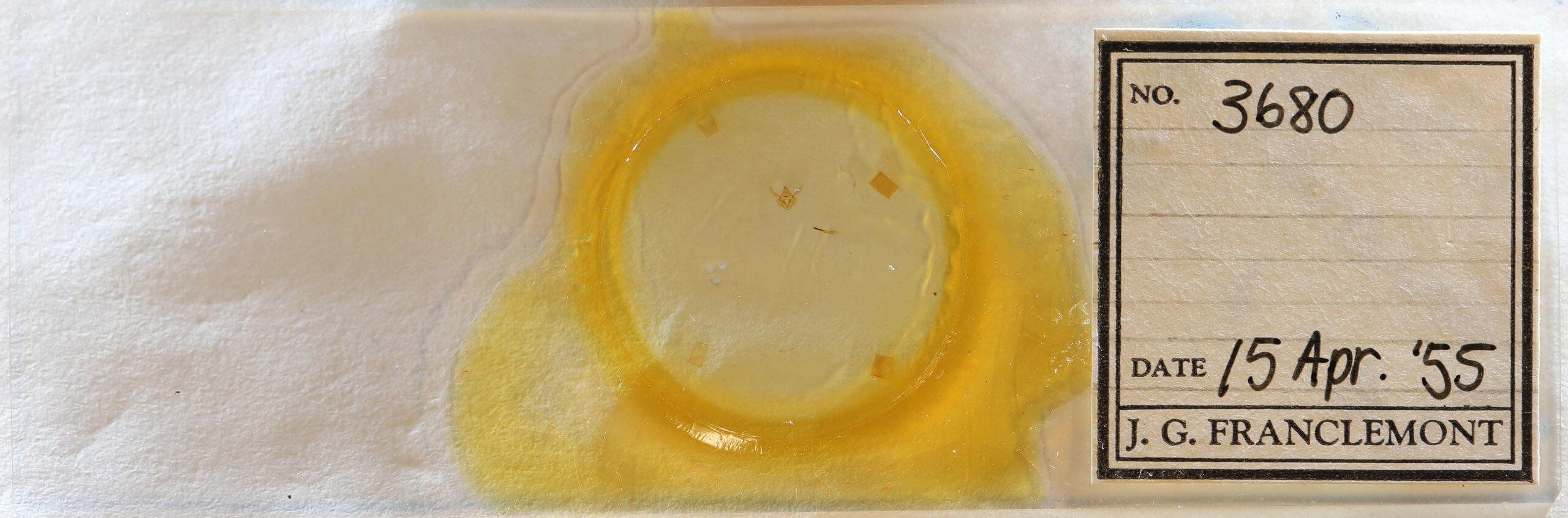 slide view of adult Glenoides texanaria