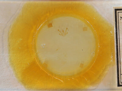 slide view of adult Macaria distribuaria