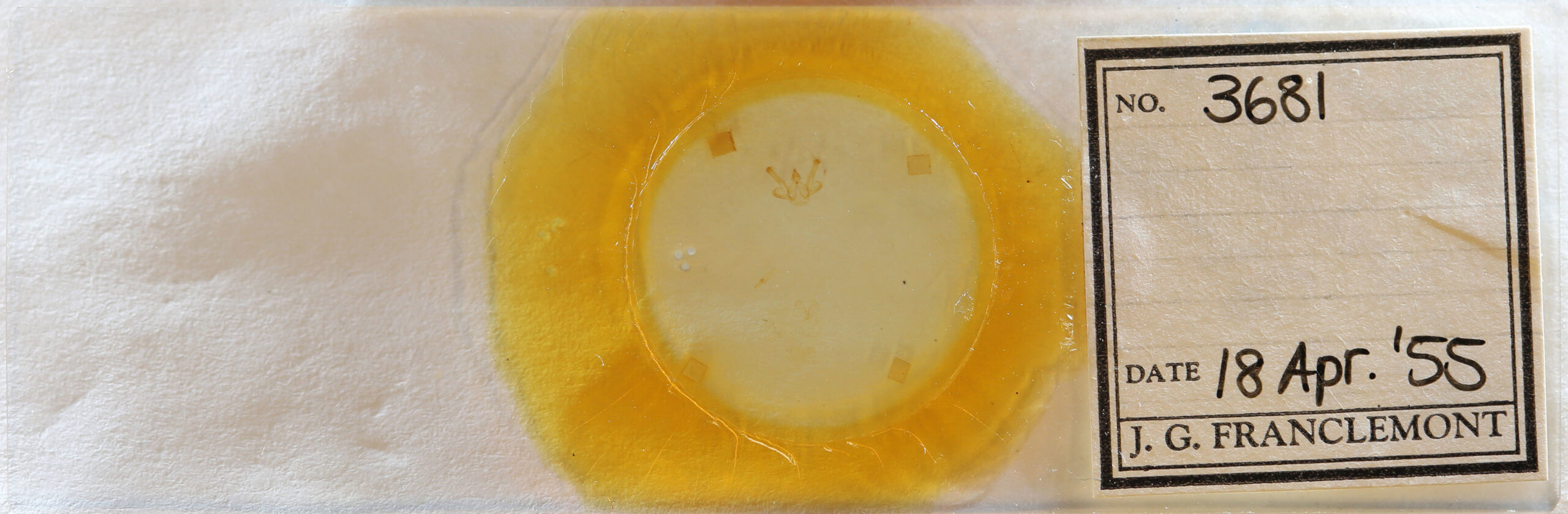 slide view of adult Macaria distribuaria