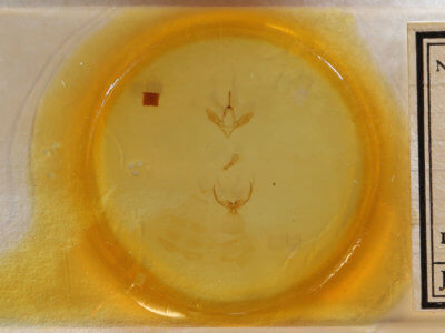 slide view of adult Hypsoropha hormos