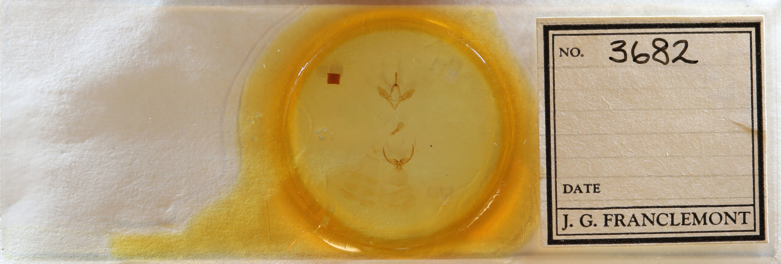 slide view of adult Hypsoropha hormos