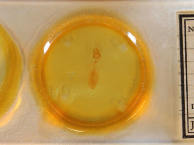 slide view of adult Hypsoropha hormos