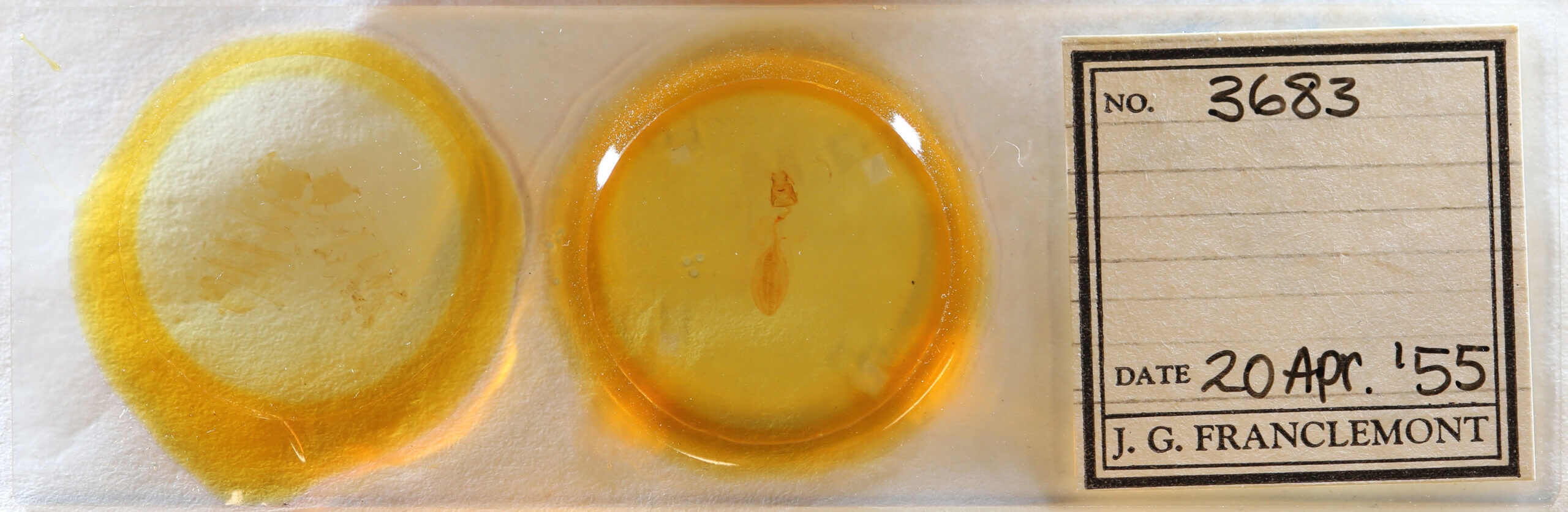slide view of adult Hypsoropha hormos