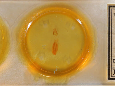 slide view of adult Hypsoropha hormos