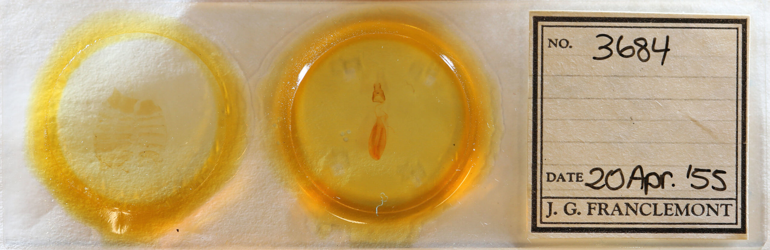 slide view of adult Hypsoropha hormos