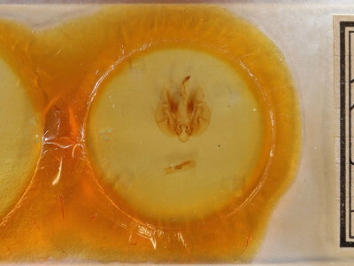 slide view of adult Leucania humidicola