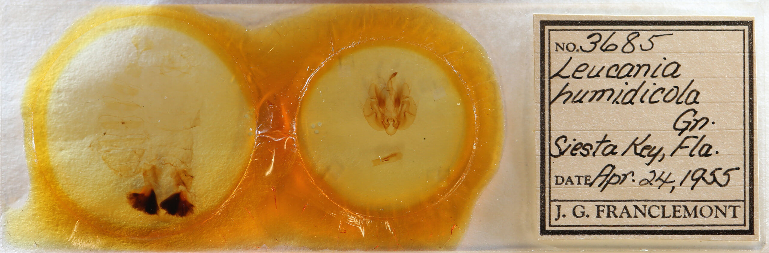 slide view of adult Leucania humidicola