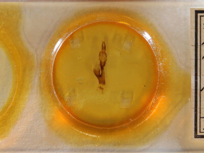 slide view of adult Leucania multilinea