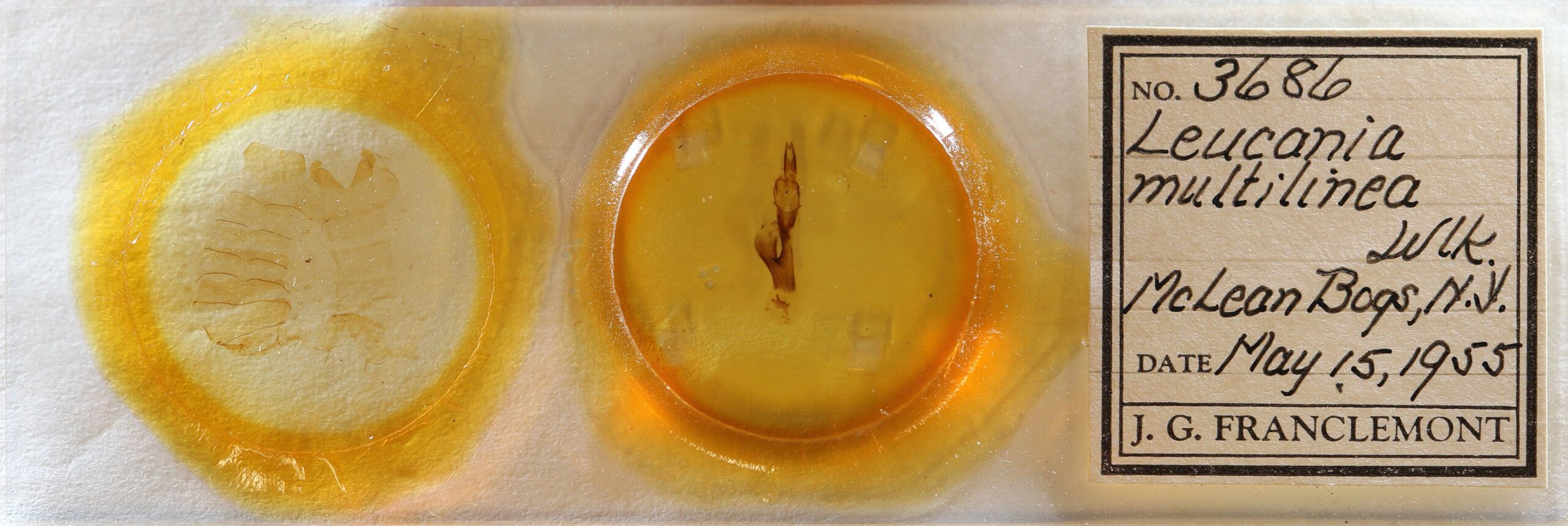 slide view of adult Leucania multilinea