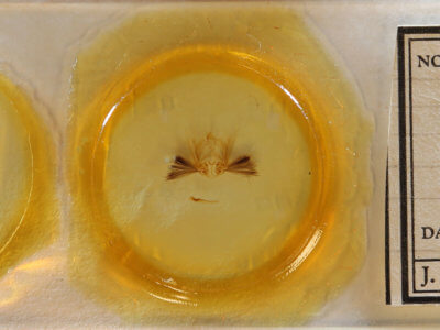 slide view of adult Callopistria floridensis