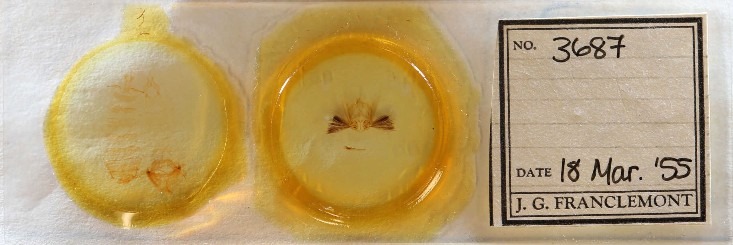 slide view of adult Callopistria floridensis