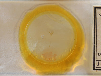 slide view of adult Cisthene subjecta