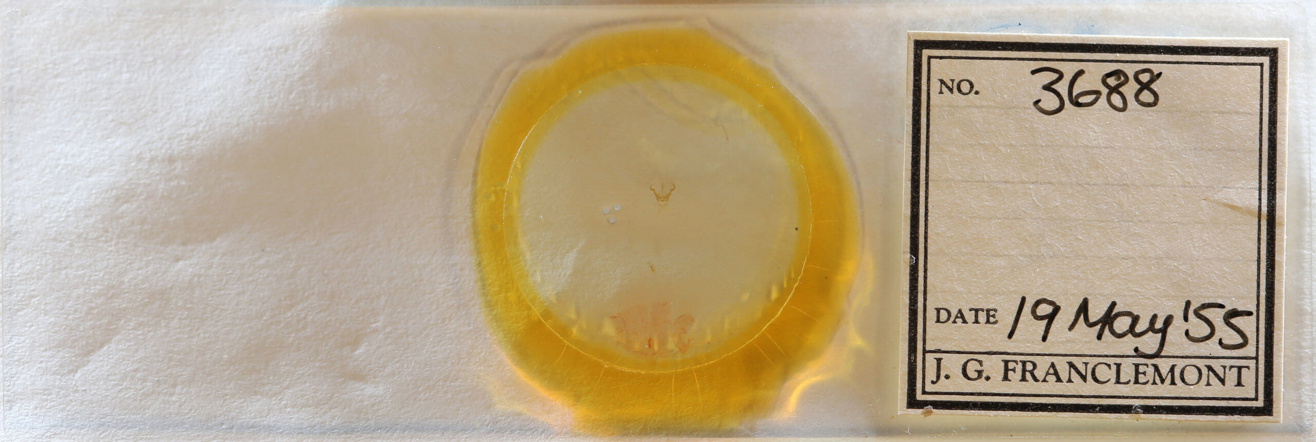 slide view of adult Cisthene subjecta