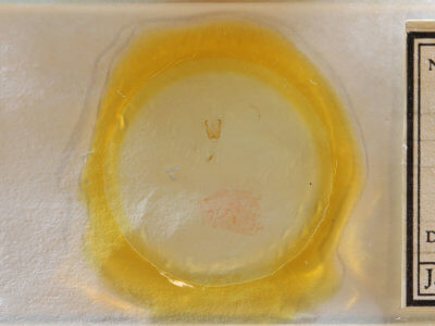 slide view of adult Cisthene subjecta