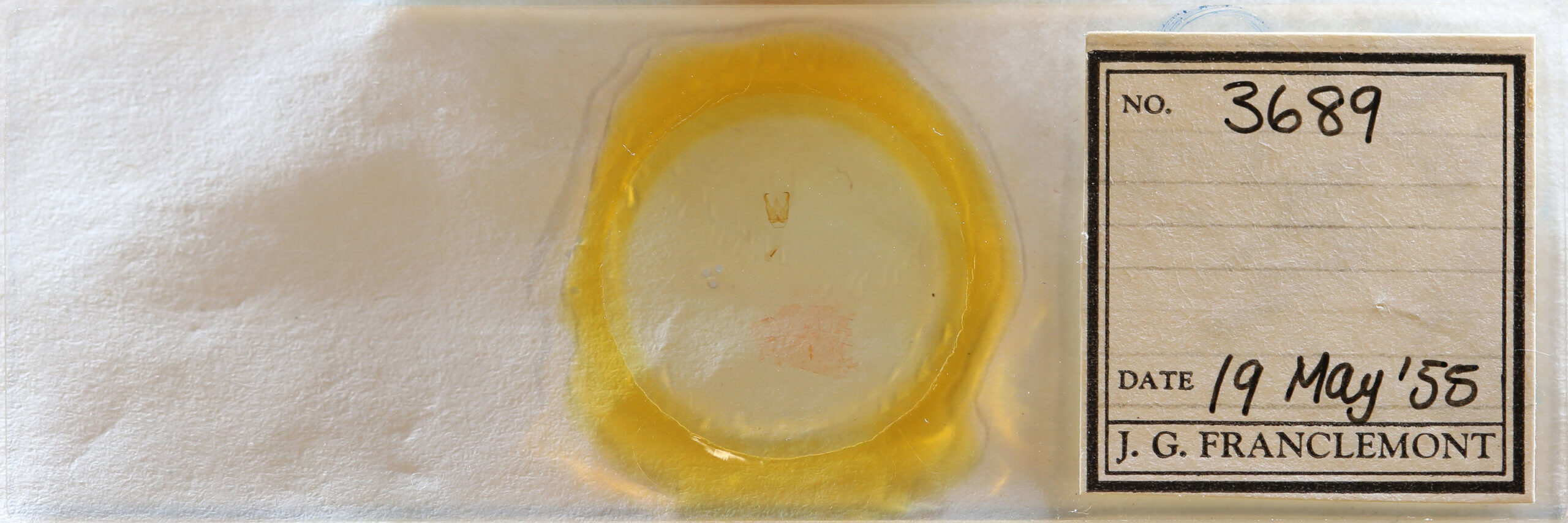 slide view of adult Cisthene subjecta