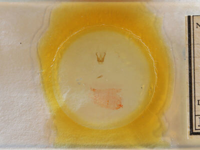 slide view of adult Cisthene packardii