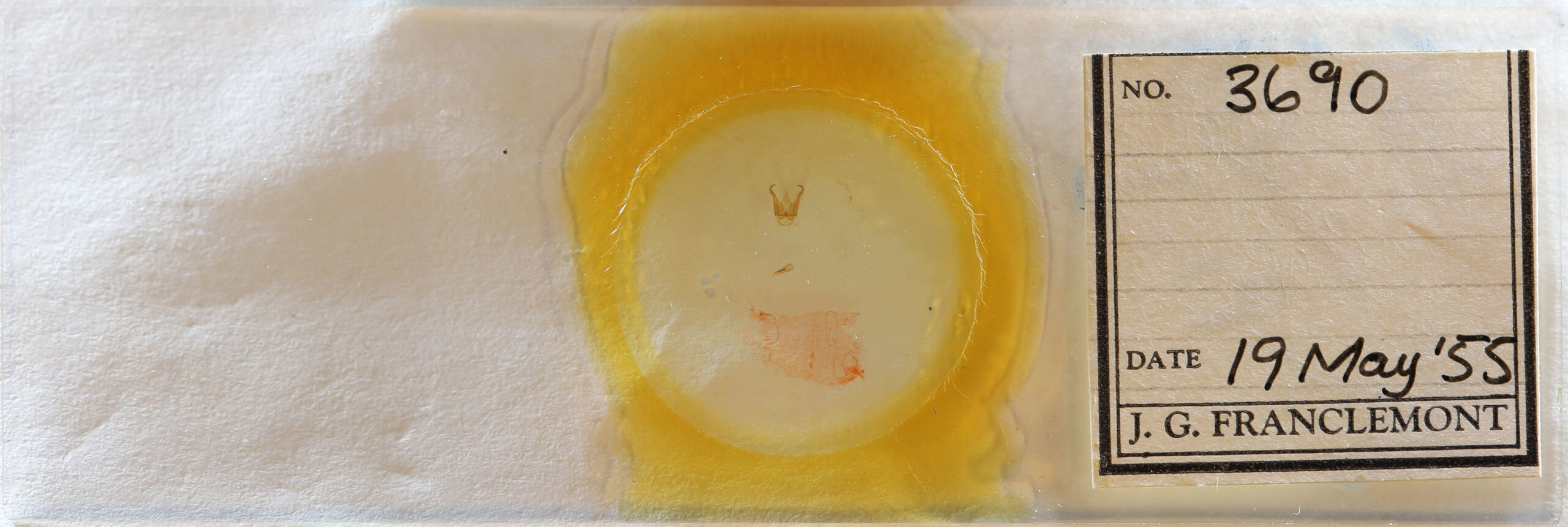 slide view of adult Cisthene packardii