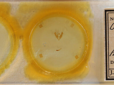 slide view of adult Neoligia subjuncta