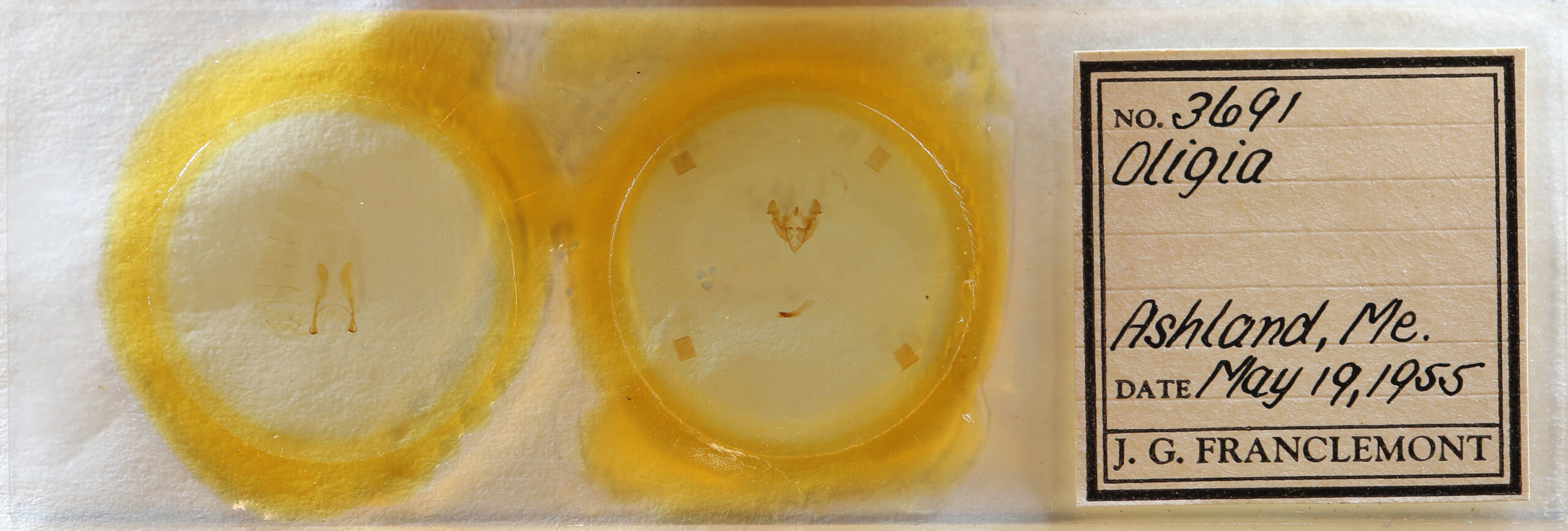 slide view of adult Neoligia subjuncta