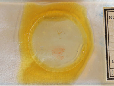 slide view of adult Cisthene subjecta