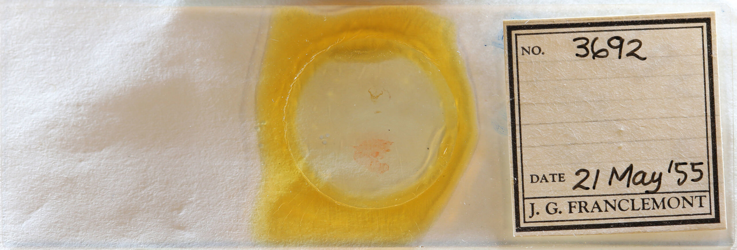 slide view of adult Cisthene subjecta