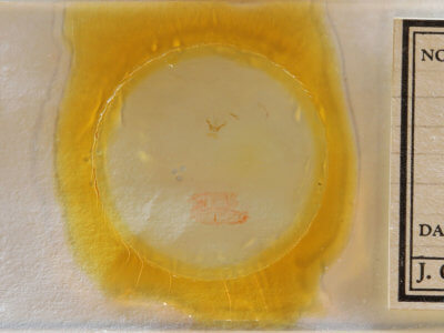 slide view of adult Cisthene subjecta